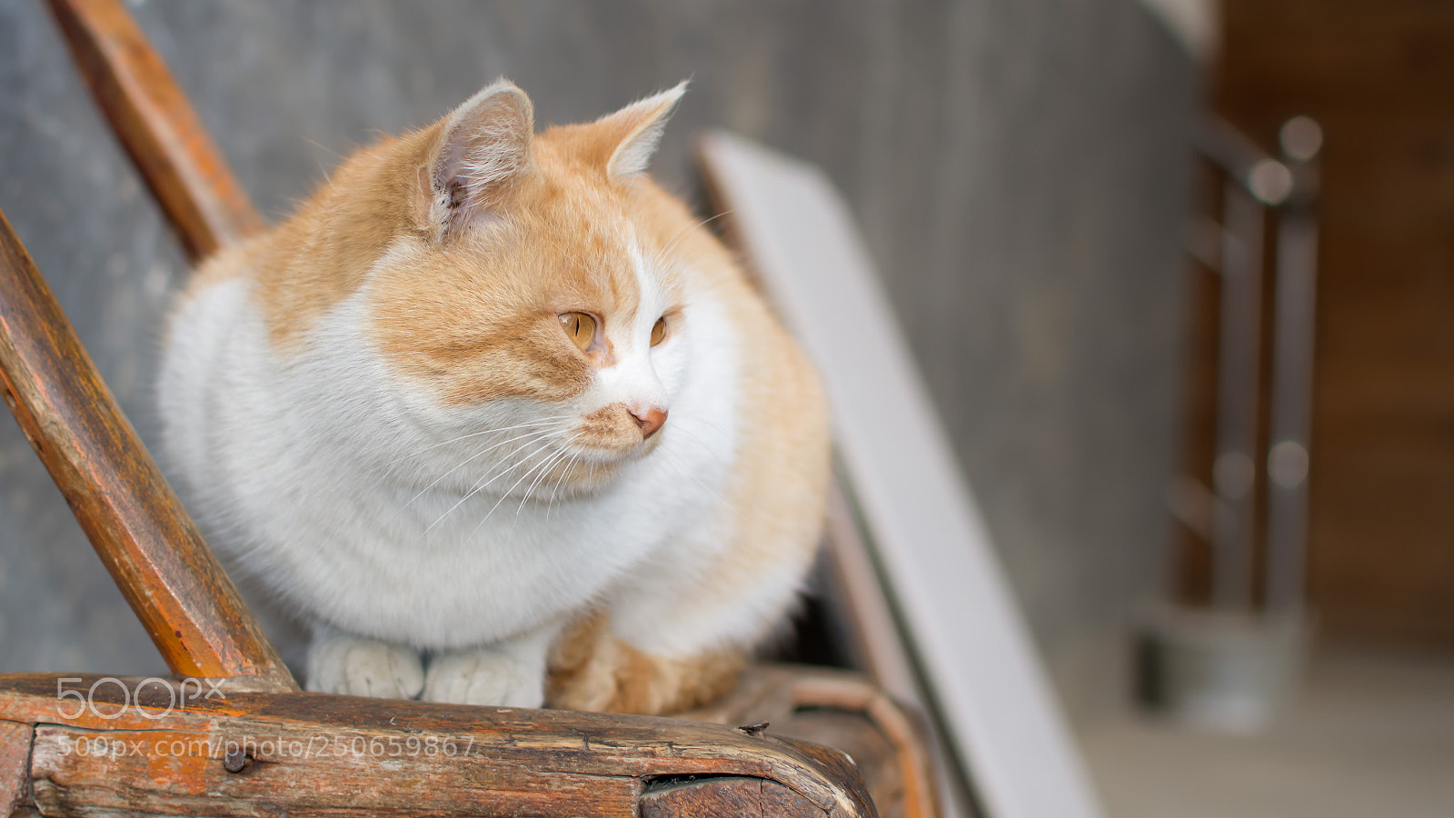 Nikon D7100 sample photo. Cat photography