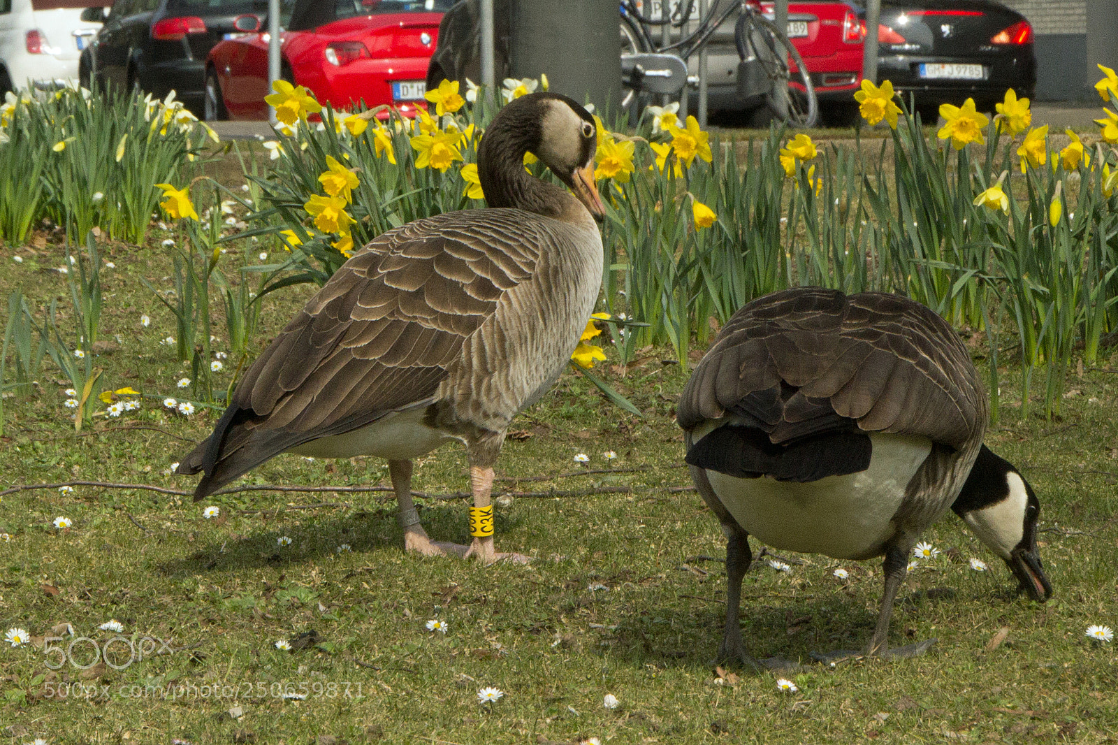 Canon EOS 60D sample photo. Birds in the city photography