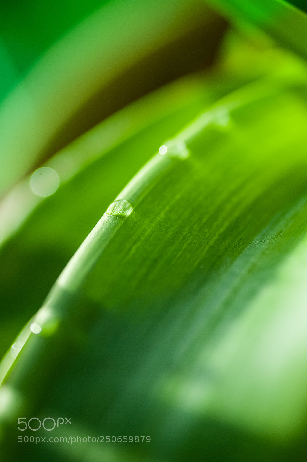 Nikon D700 sample photo. Morning drops photography