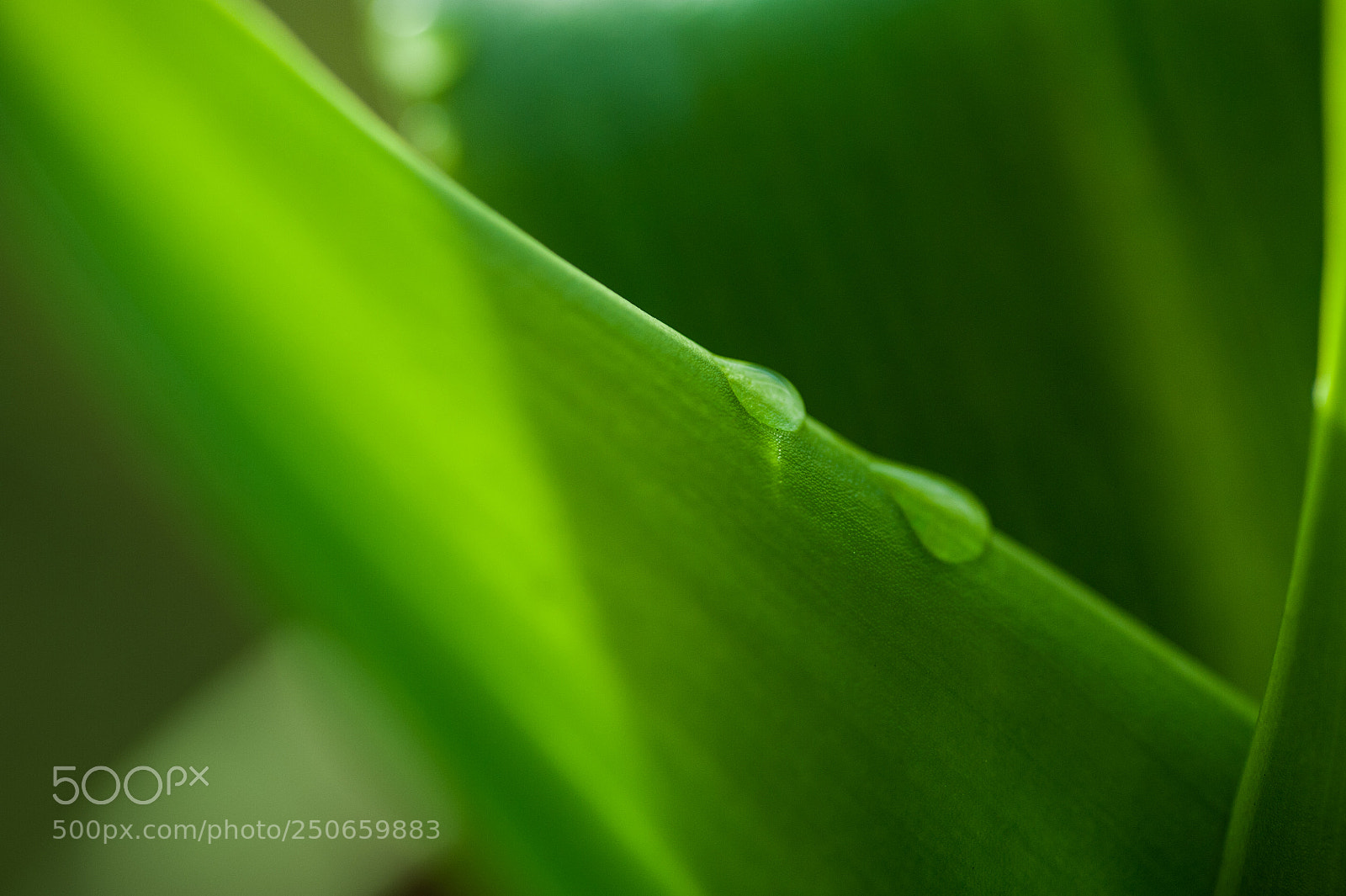 Nikon D700 sample photo. Morning drops photography