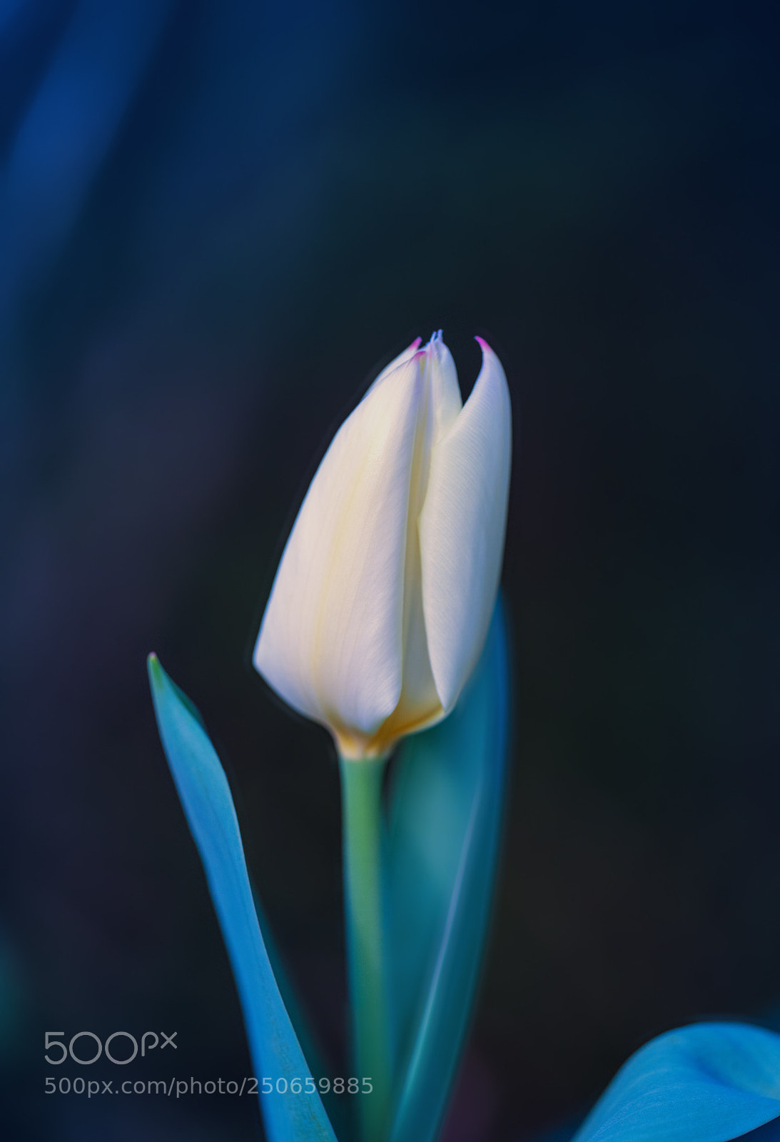 Nikon D850 sample photo. Standing up photography