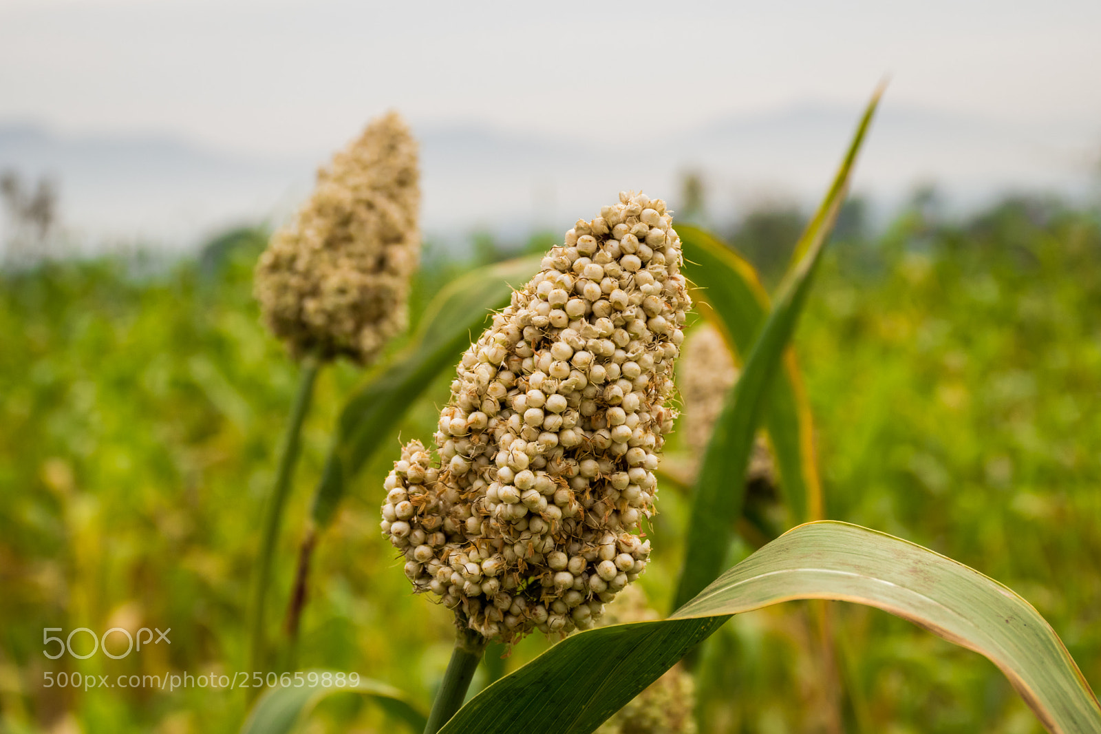 Nikon D5300 sample photo. Crop harvest photography