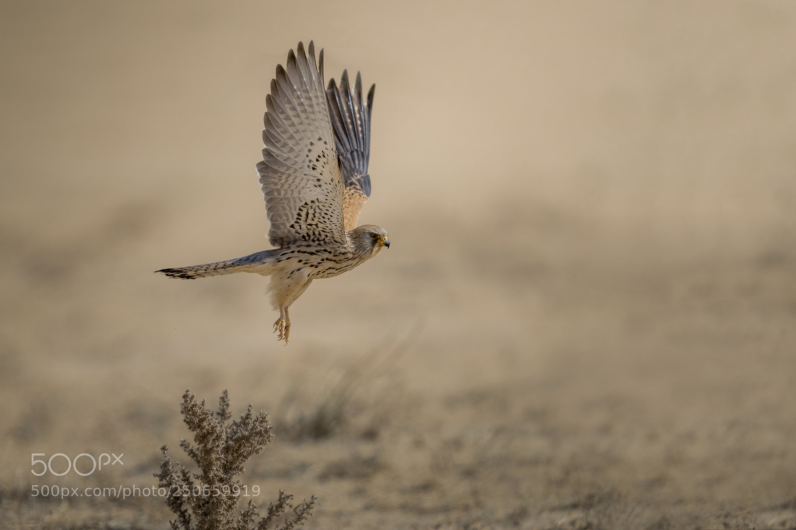 Canon EOS-1D X Mark II sample photo. Common kestrel photography