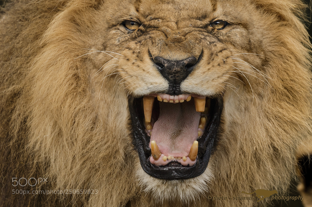 Canon EOS 70D sample photo. Lion photography