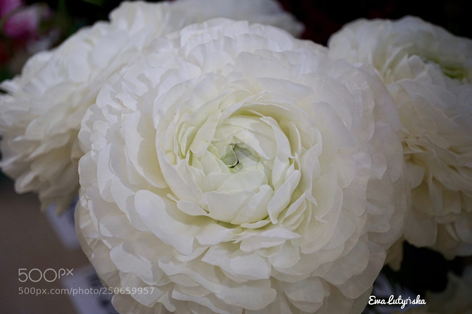 Sony a6000 sample photo. Dazzling white rancukulus  photography