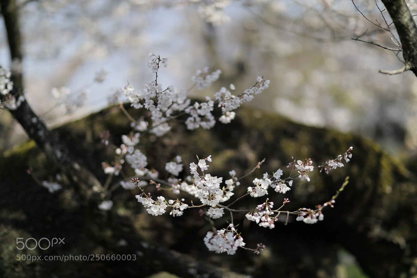Canon EOS 5D Mark IV sample photo. Sakura photography