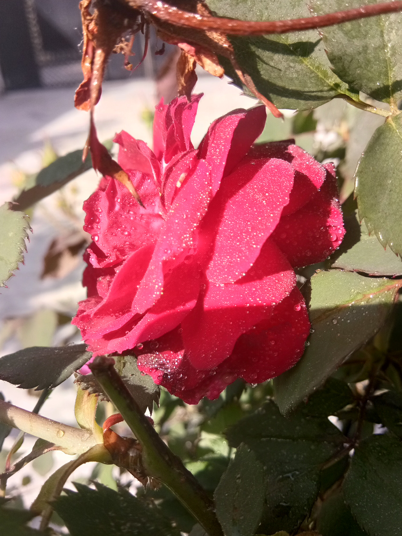 vivo 1609 sample photo. A beautiful rose near my house photography