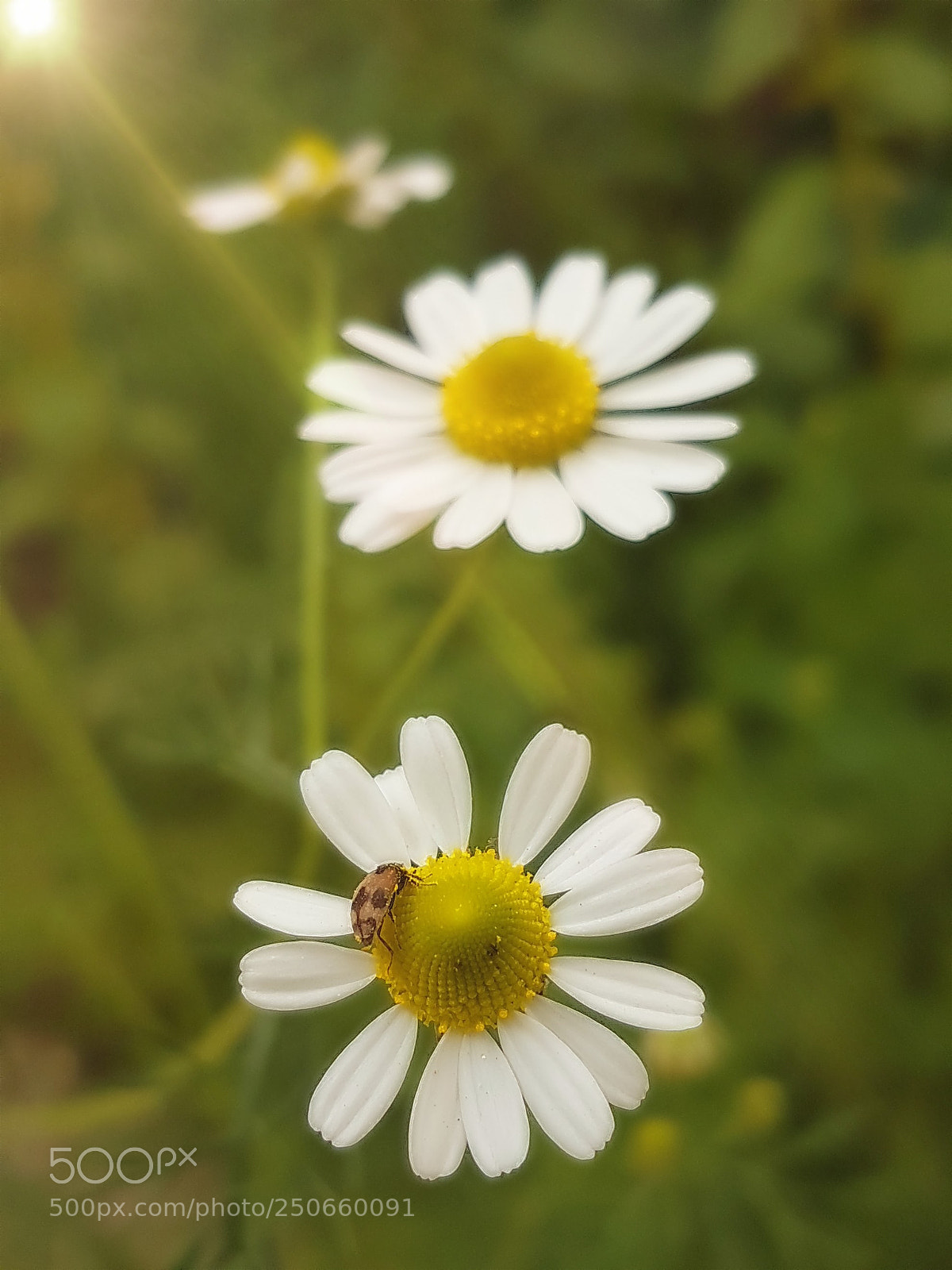 Samsung Galaxy S7 Edge sample photo. Untitled photography