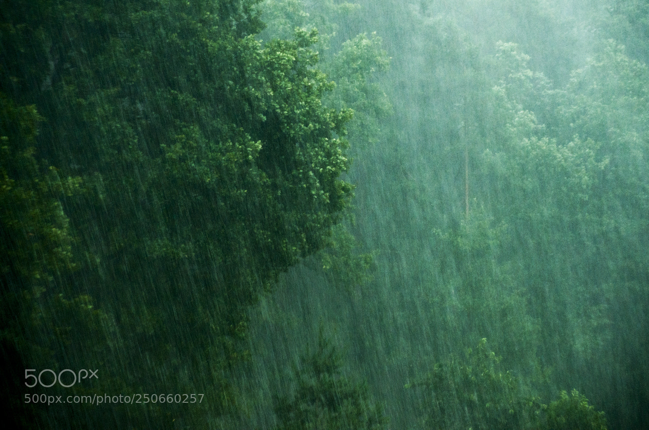 Nikon D600 sample photo. Rainy day photography