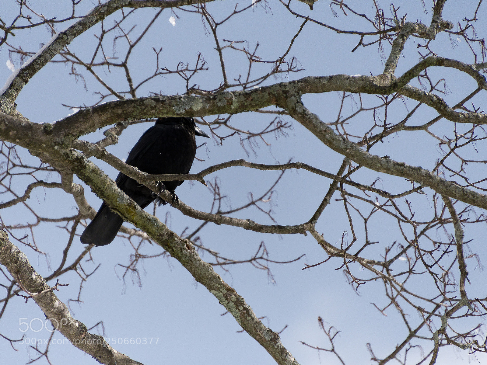 Nikon D500 sample photo. Branches for decades photography