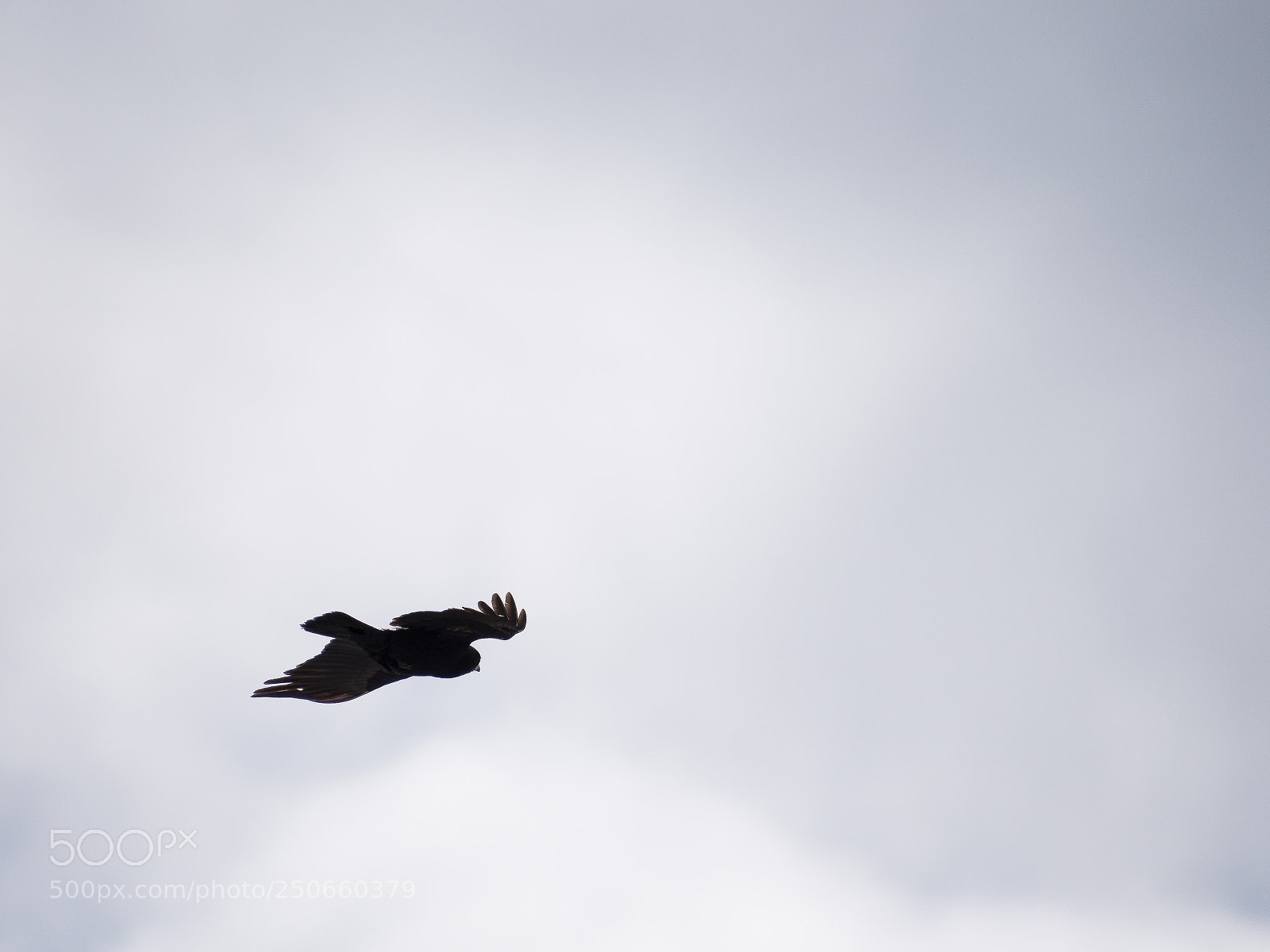 Nikon D500 sample photo. Camera shy during flight photography