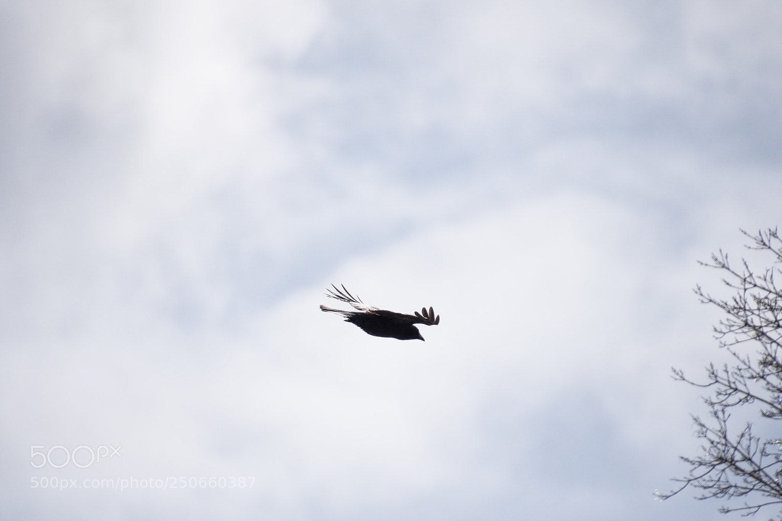 Nikon D500 sample photo. Preparing for landing photography