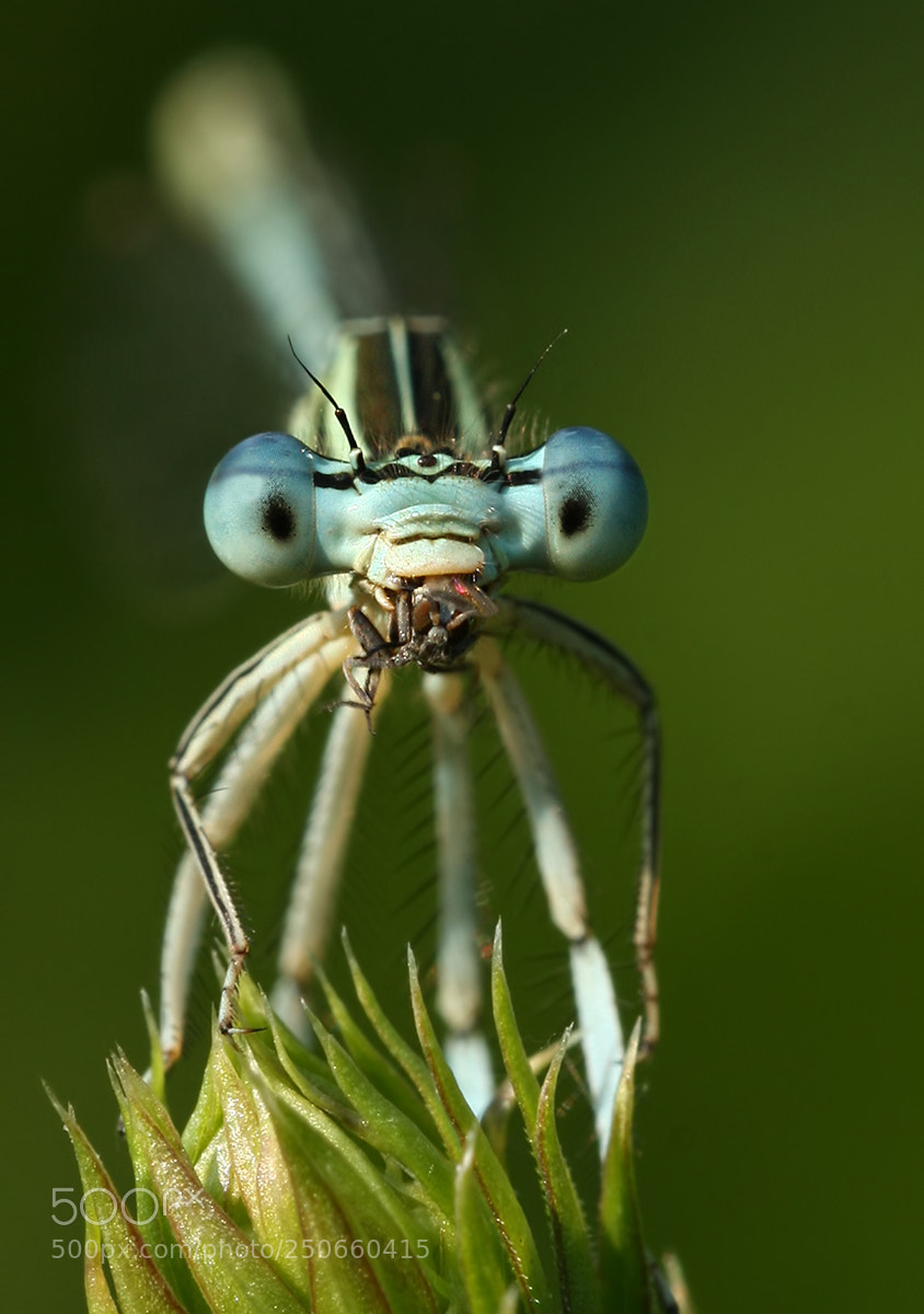 Canon EOS 40D sample photo. Dragonfly eating a spider photography