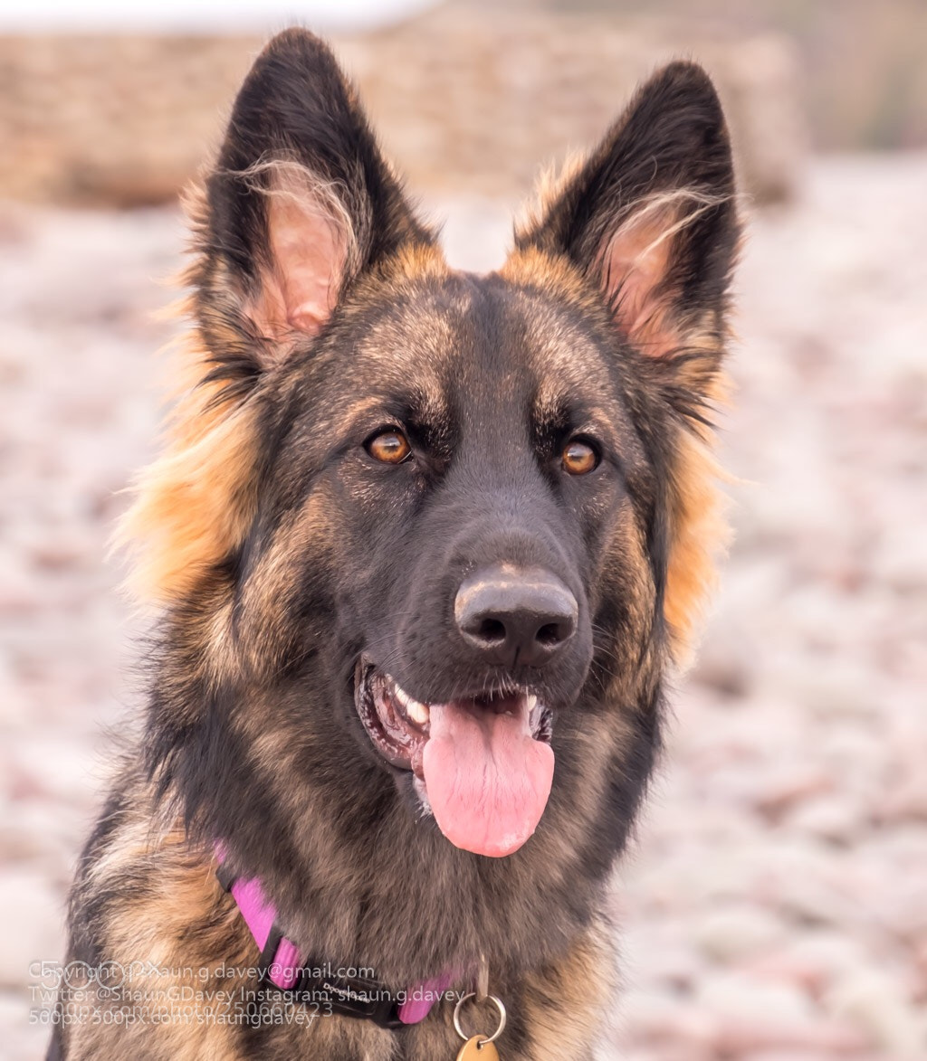 Fujifilm X-T1 sample photo. German shepherd  photography