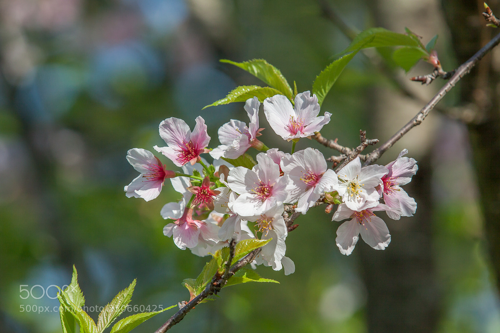Canon EOS 50D sample photo. 櫻花 photography