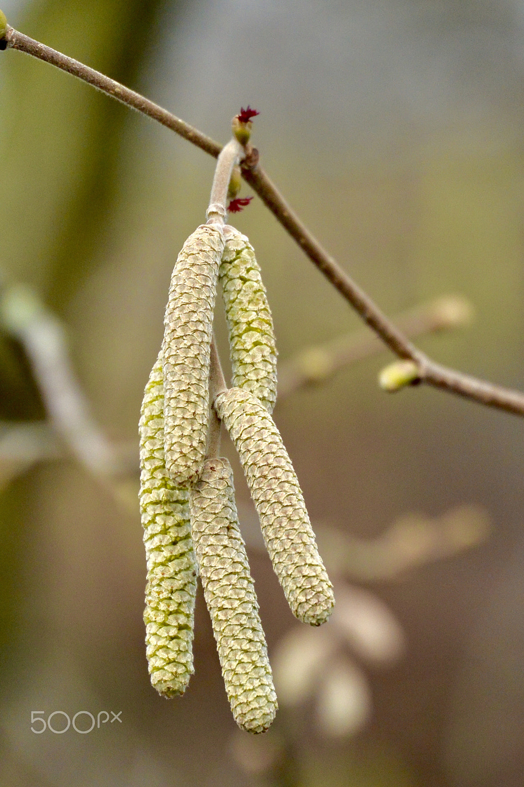 Nikon 1 AW1 sample photo. Hazelnut tree blossoms photography