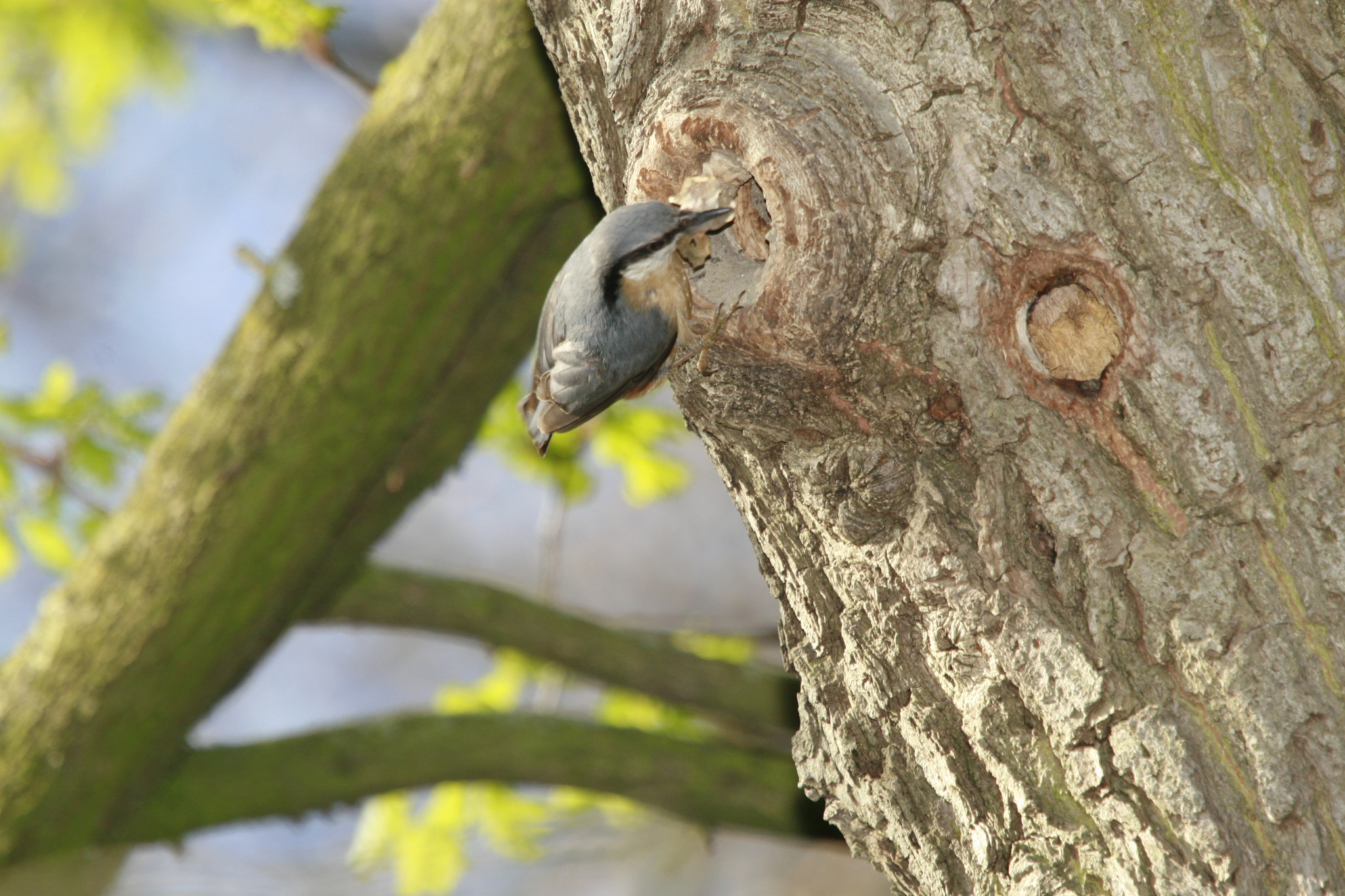 Canon EOS 30D sample photo. Mg photography