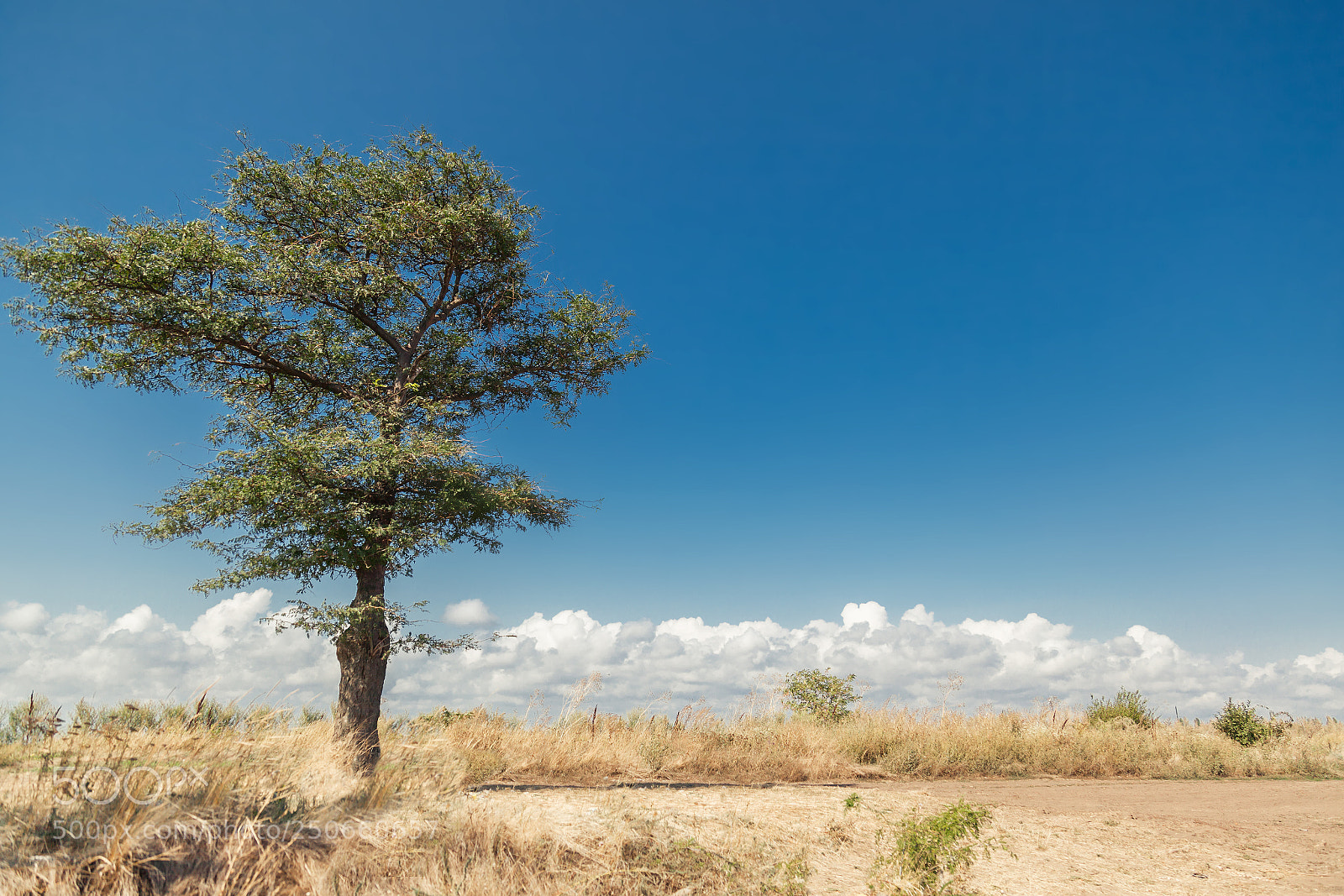 Canon EOS 5D Mark II sample photo. Lonely tree in the photography