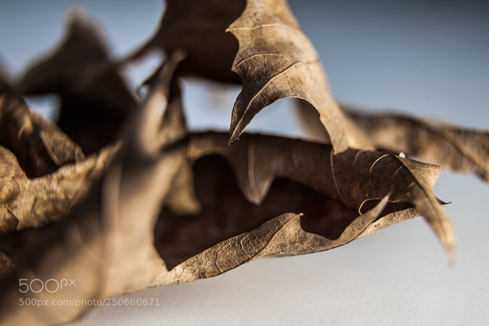 Canon EOS 5D Mark II sample photo. Autumn leaves macro photography