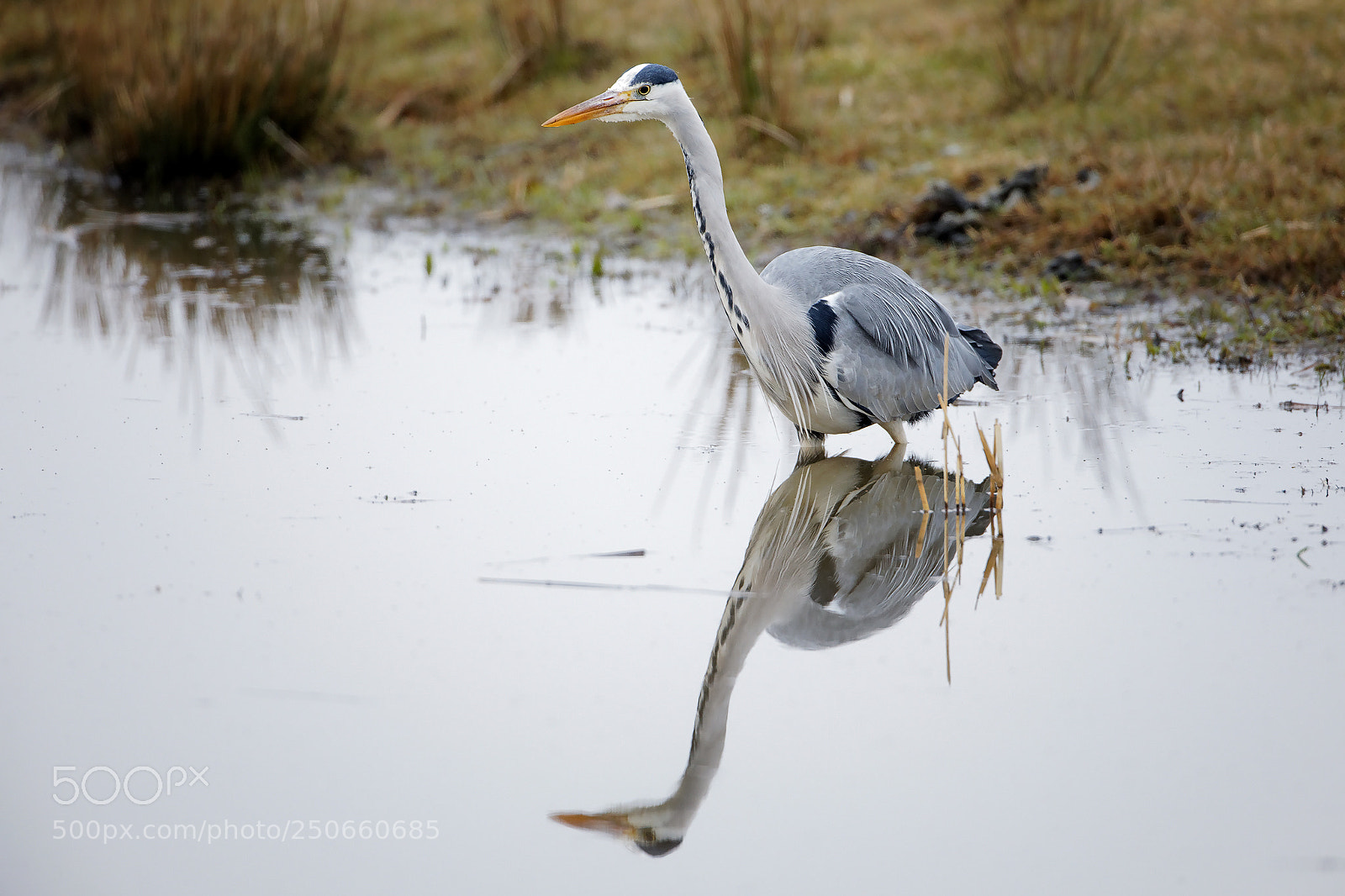 Canon EOS 5D Mark IV sample photo. Graureiher² photography