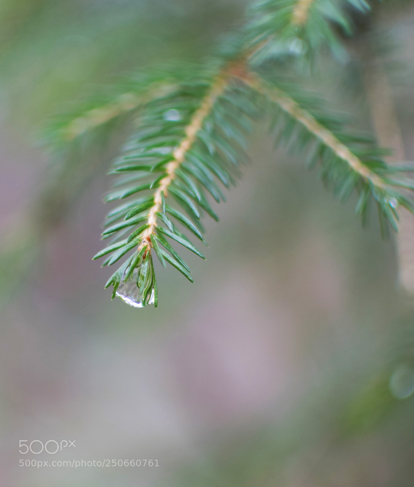 Nikon D3300 sample photo. After the rain... photography