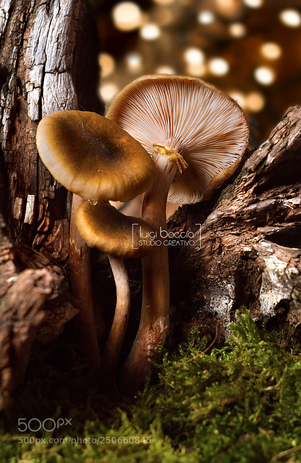 Canon EOS 7D sample photo. Mushrooms photography