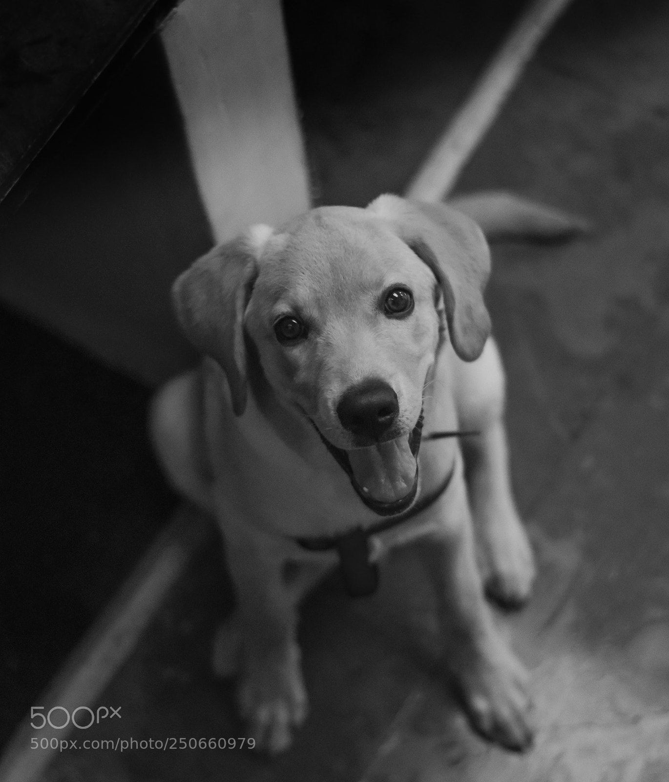 Nikon D5300 sample photo. Curious puppy photography
