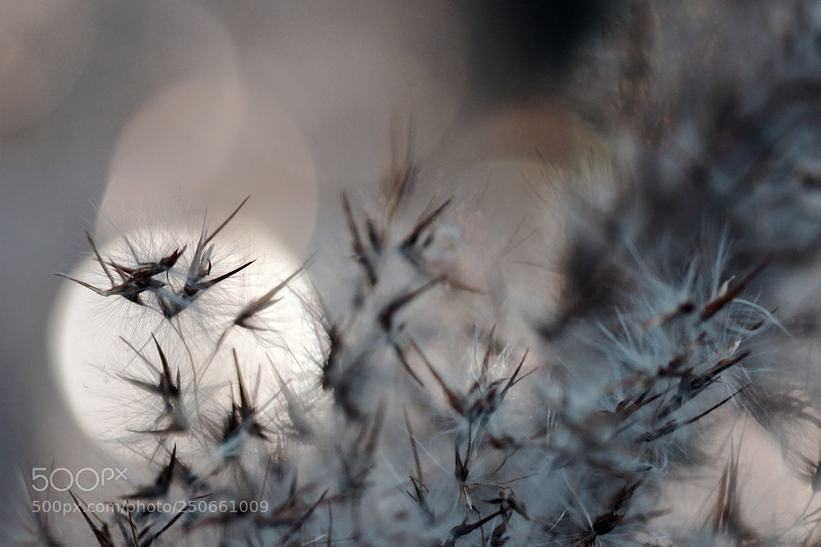 Sony Alpha DSLR-A700 sample photo. Seed photography