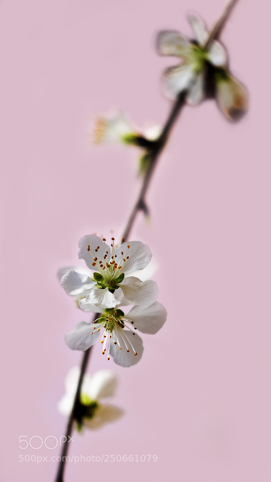 Canon EOS-1D X Mark II sample photo. 山桃花开 photography