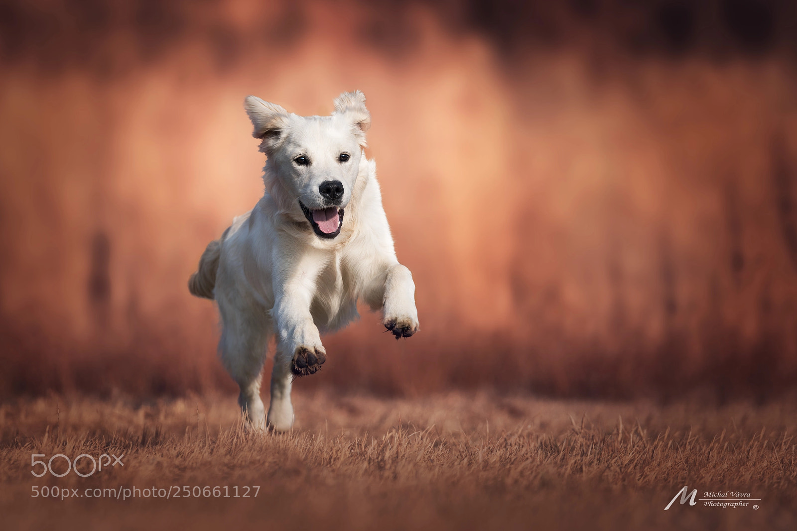 Sony a7R II sample photo. Charlie photography