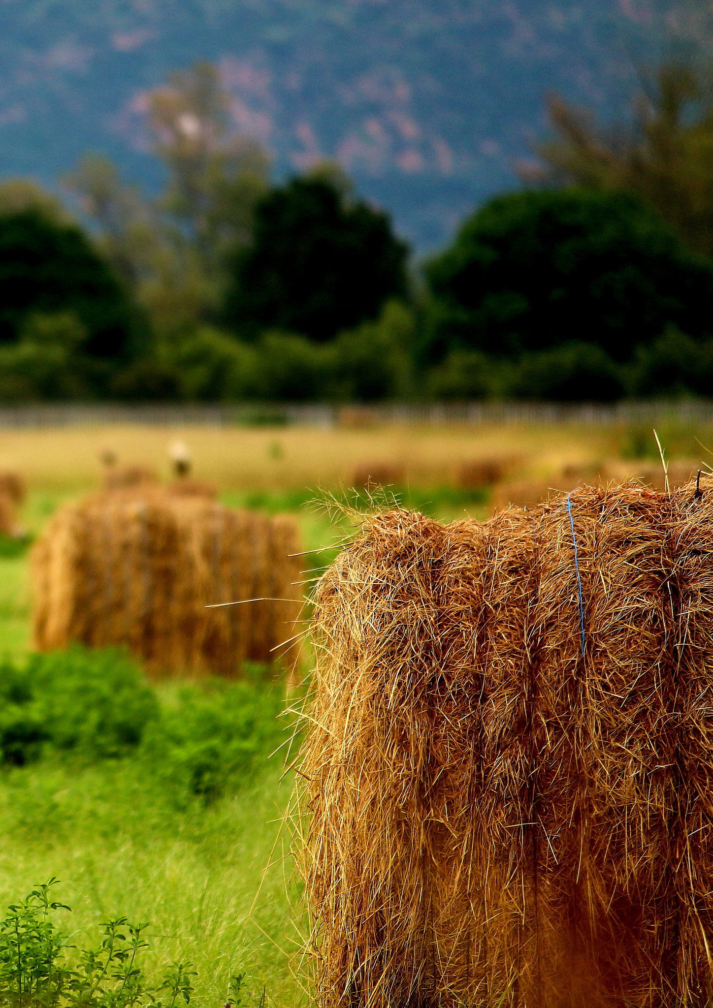 Canon EOS 650D (EOS Rebel T4i / EOS Kiss X6i) sample photo. Late summer harvest photography