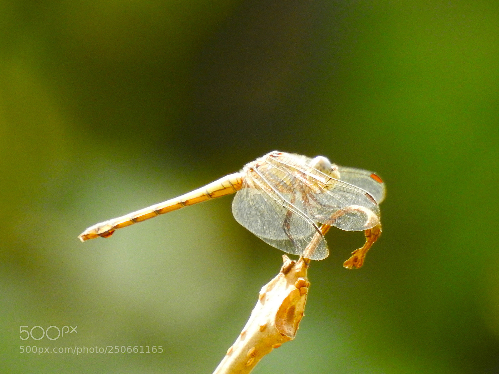 Nikon Coolpix P900 sample photo. Dragonfly photography