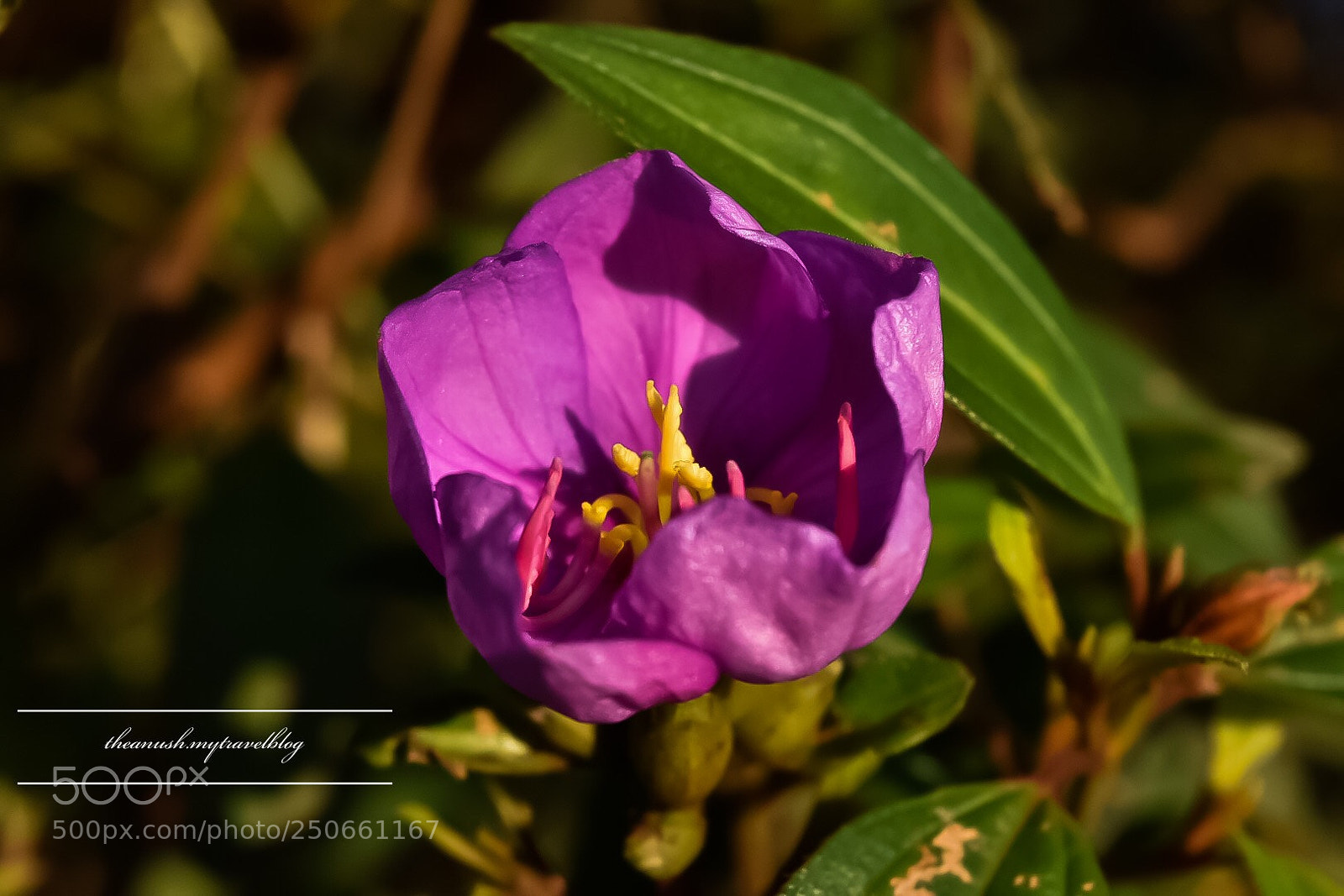 Nikon D7200 sample photo. Flowery moments photography