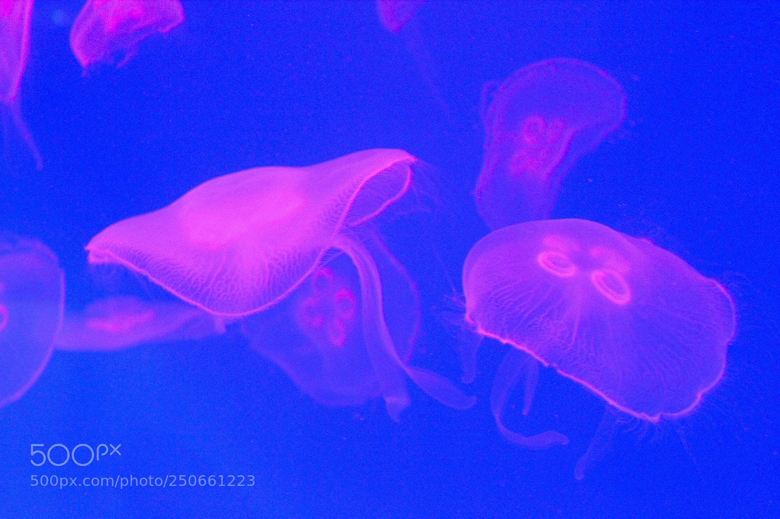 Canon EOS 550D (EOS Rebel T2i / EOS Kiss X4) sample photo. Jellyfish in free swimming photography
