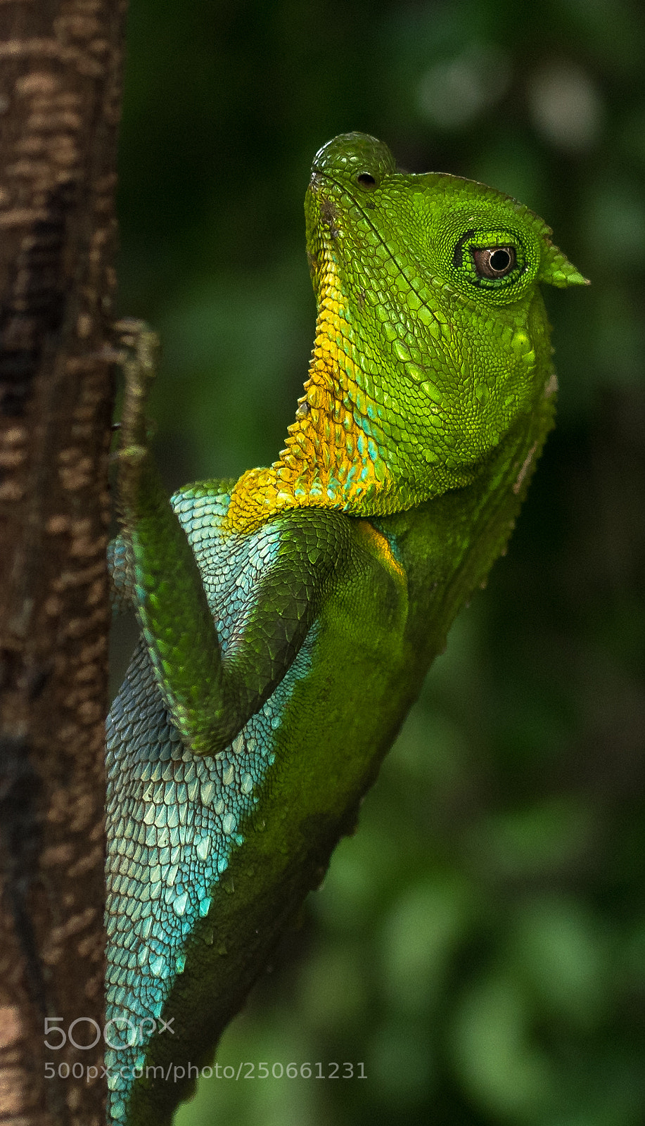 Nikon D810 sample photo. Hump nosed lizard, sri photography