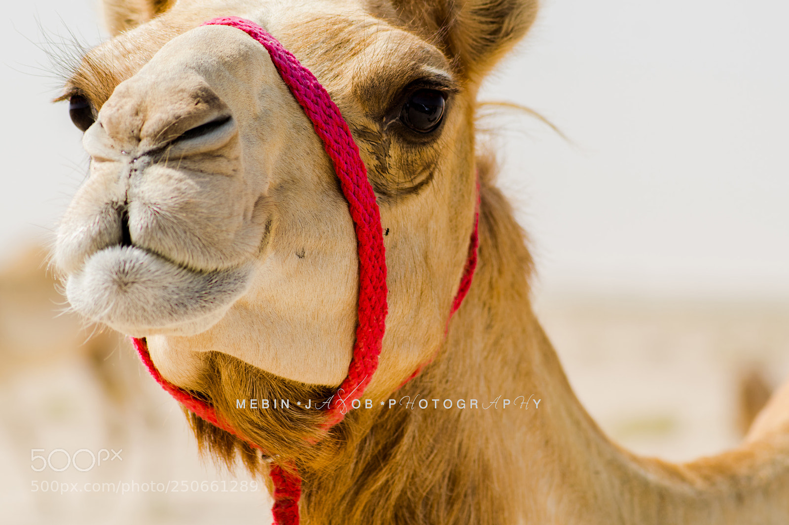 Nikon D5300 sample photo. Camel with a red photography