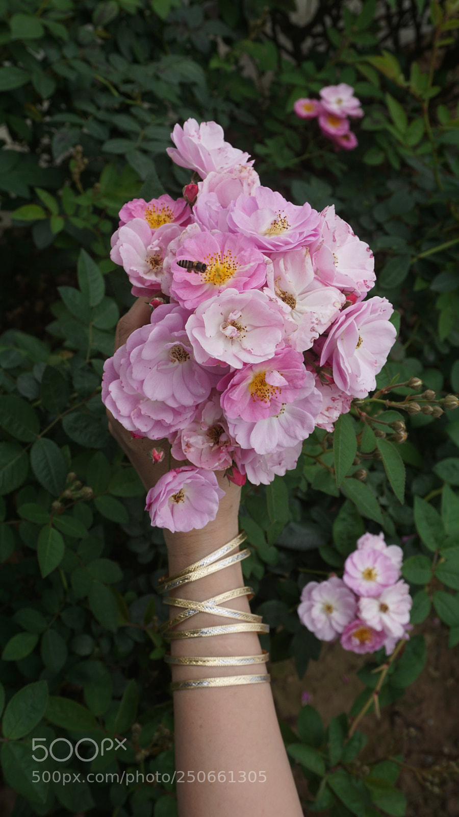 Sony a6000 sample photo. Tuong vi flowers photography