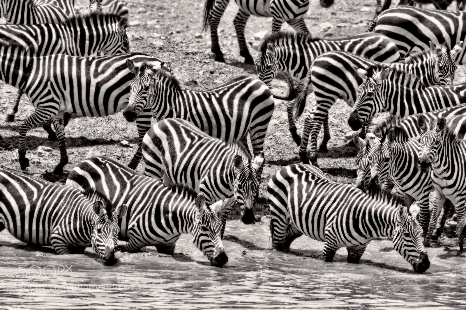 Canon EOS 7D sample photo. Optical zebras photography