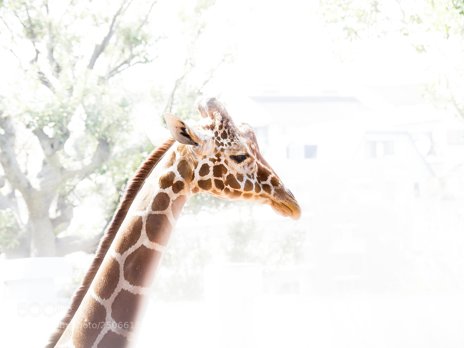 Olympus OM-D E-M1 Mark II sample photo. Giraffe photography