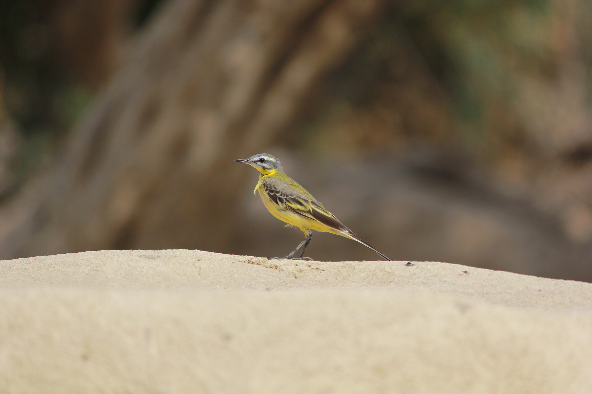Canon EF-S 55-250mm F4-5.6 IS II sample photo. Yellow wagtail photography