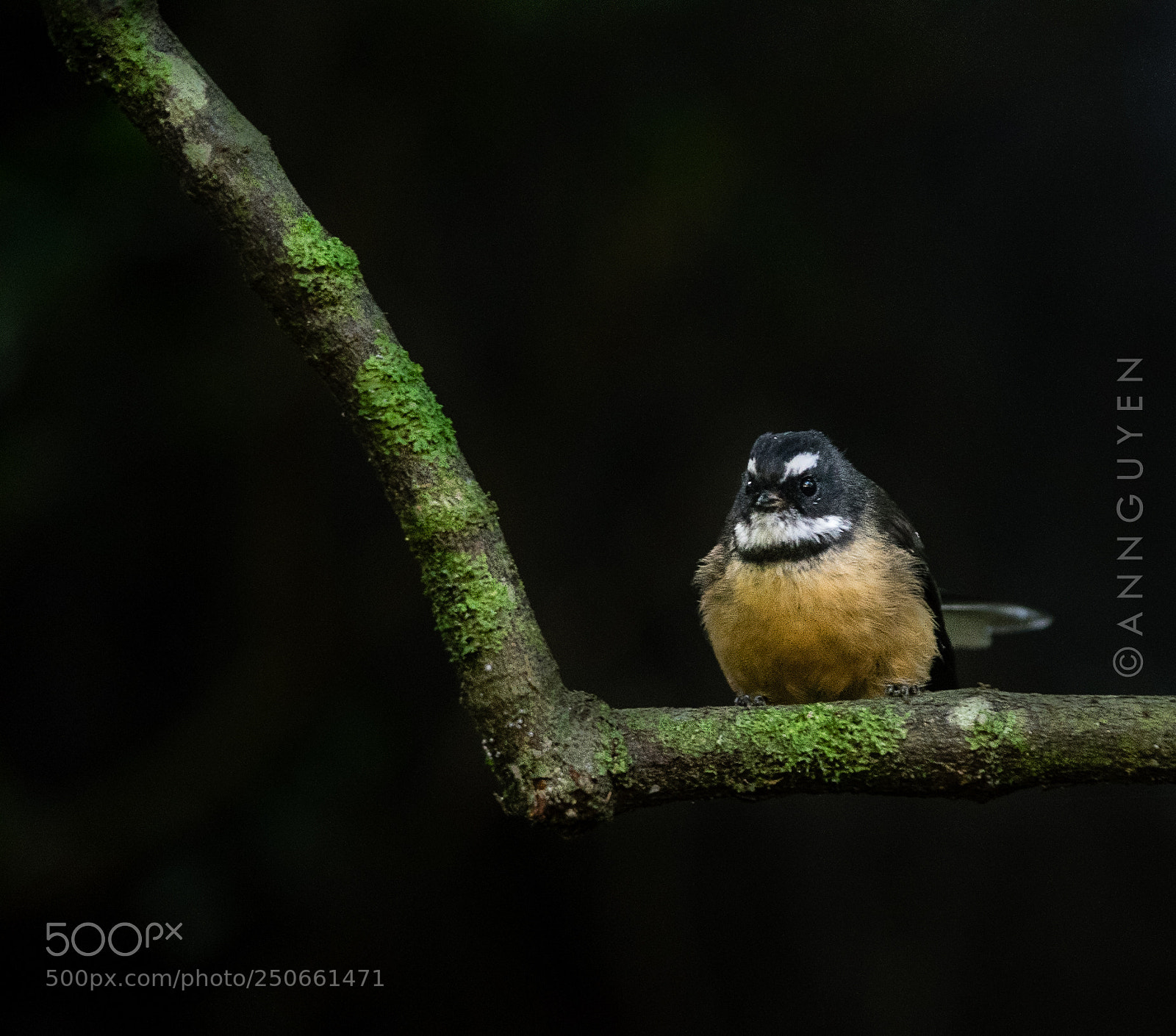 Nikon D5300 sample photo. Little fantail photography