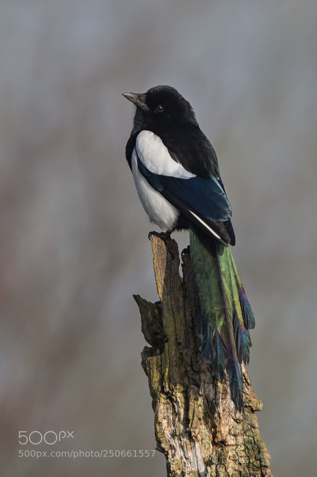 Nikon D7100 sample photo. Elster / magpie photography