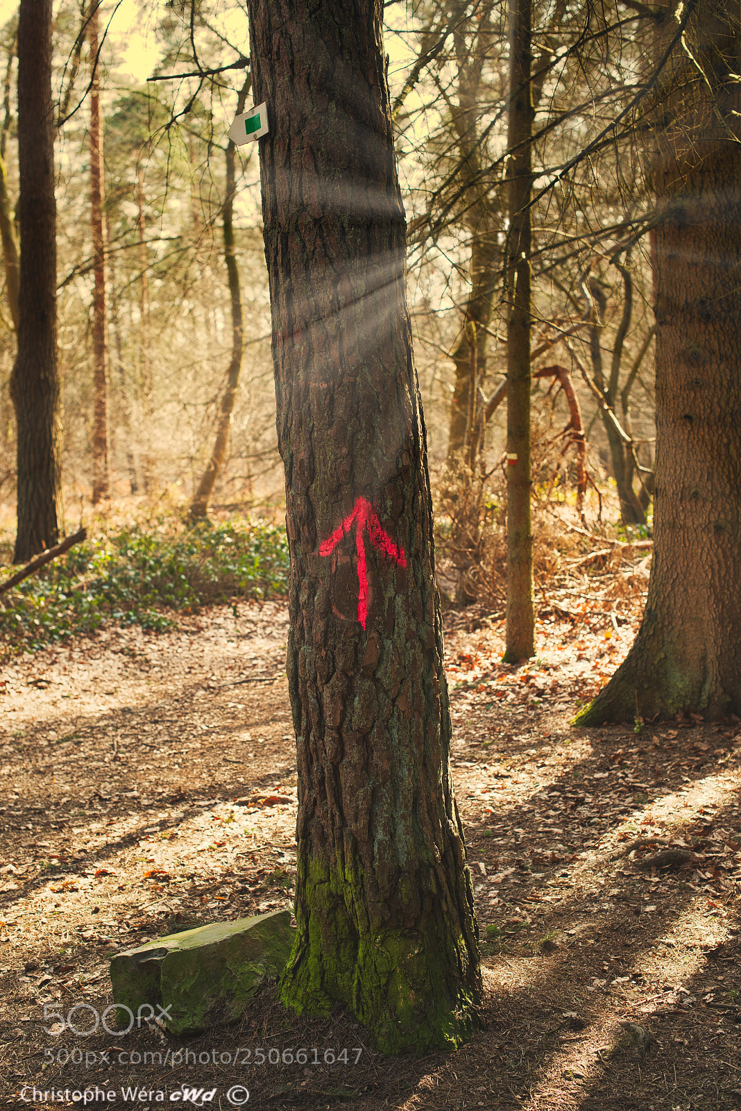 Nikon D800 sample photo. Promenons nous dans les photography