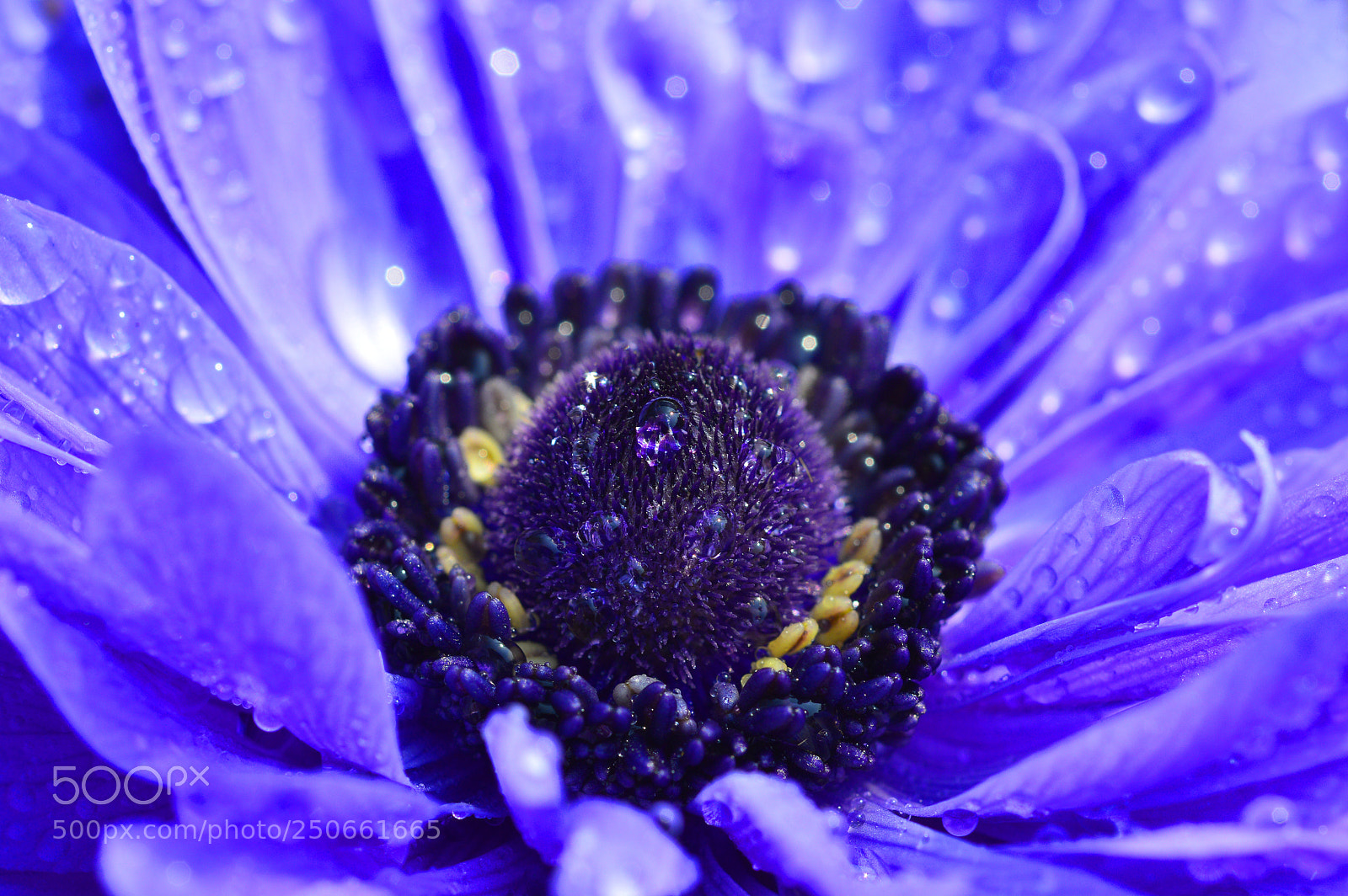 Nikon D3200 sample photo. Macro nature......anemone photography