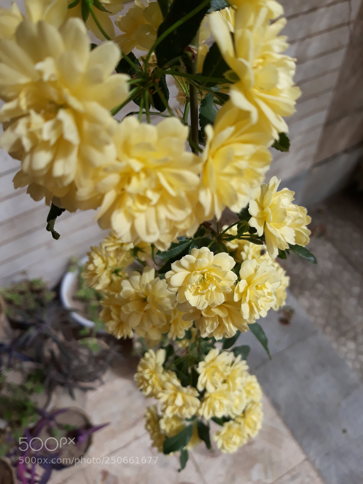 Samsung Galaxy J7 sample photo. Golden waterfall flower photography