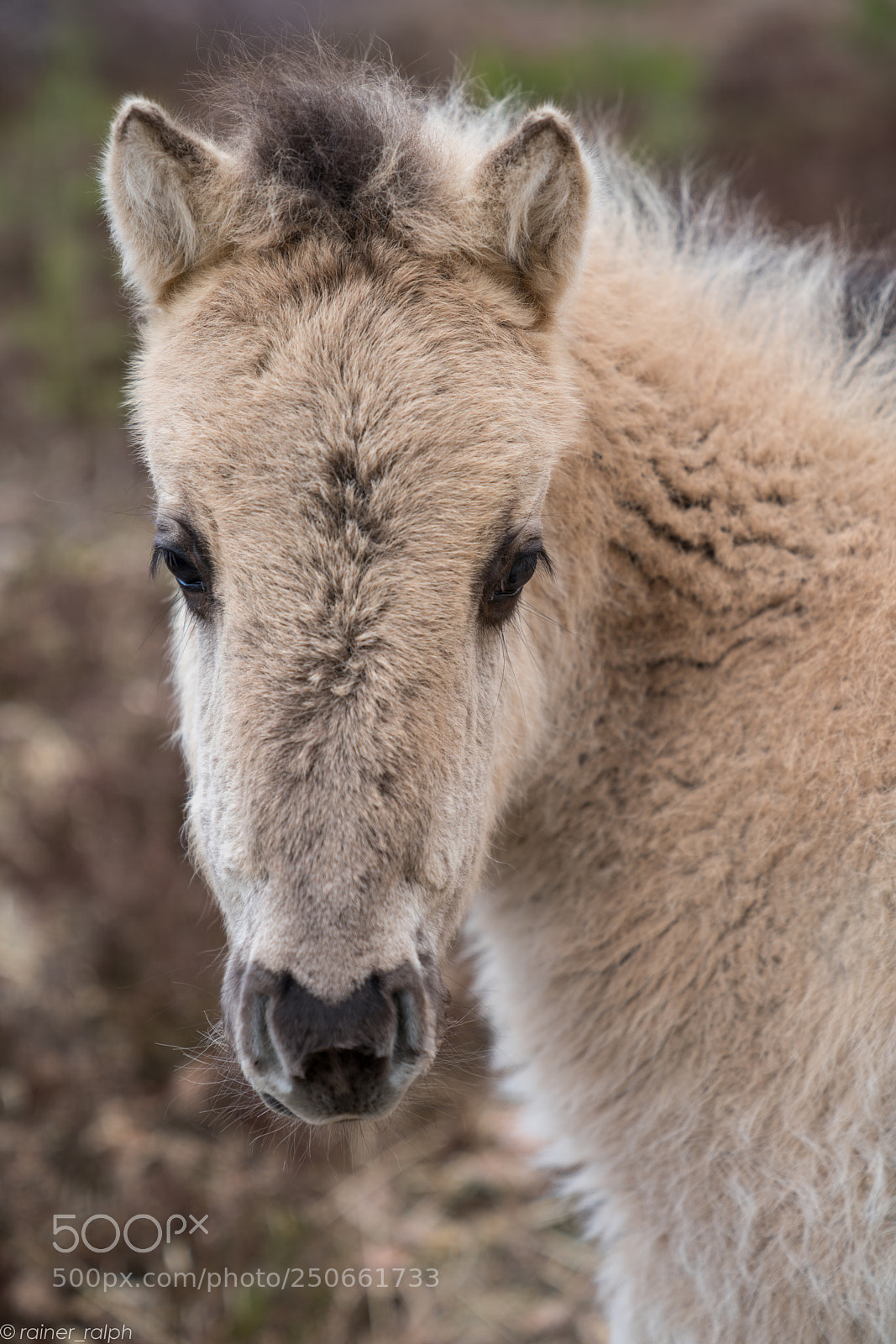 Sony a7R III sample photo. Wild horse (foal) photography