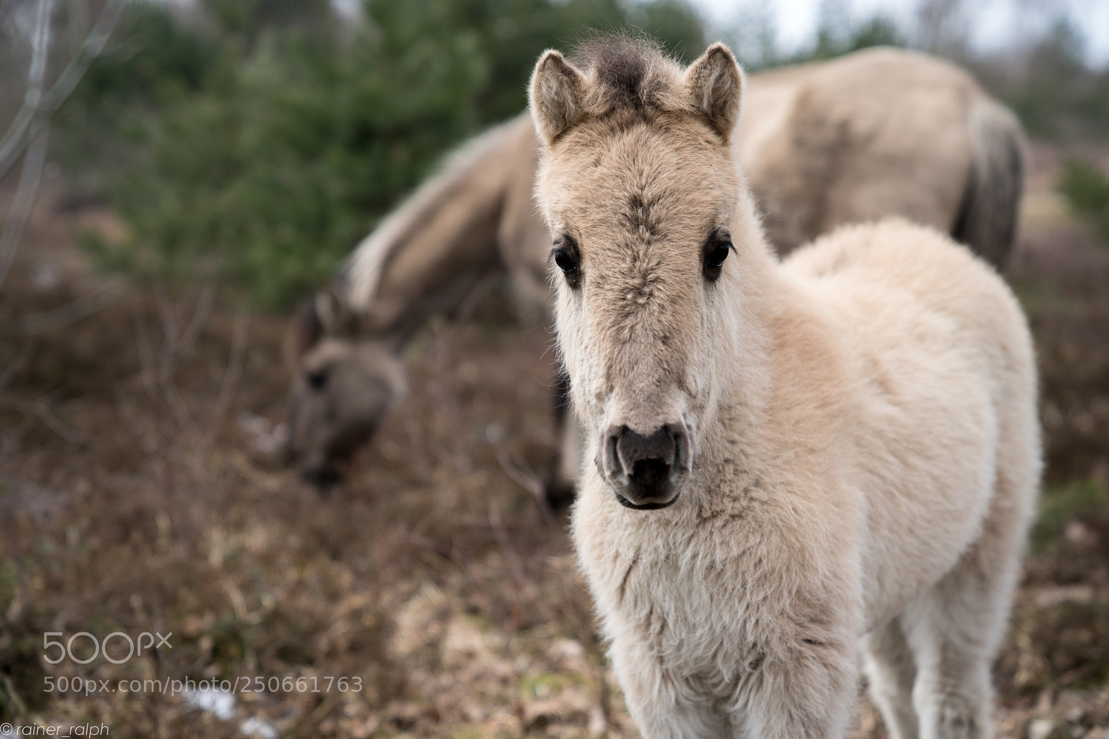 Sony a7R III sample photo. Wild horse (foal) ii photography