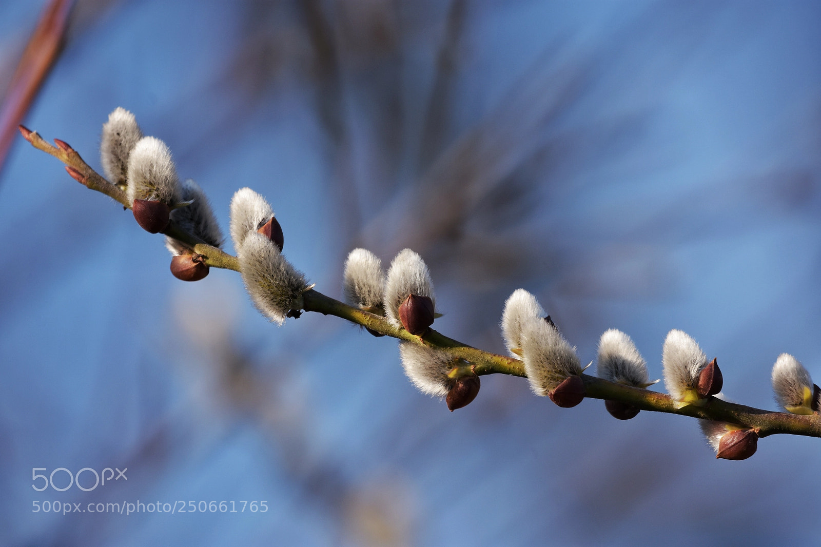 Nikon D7200 sample photo. 'spring' photography