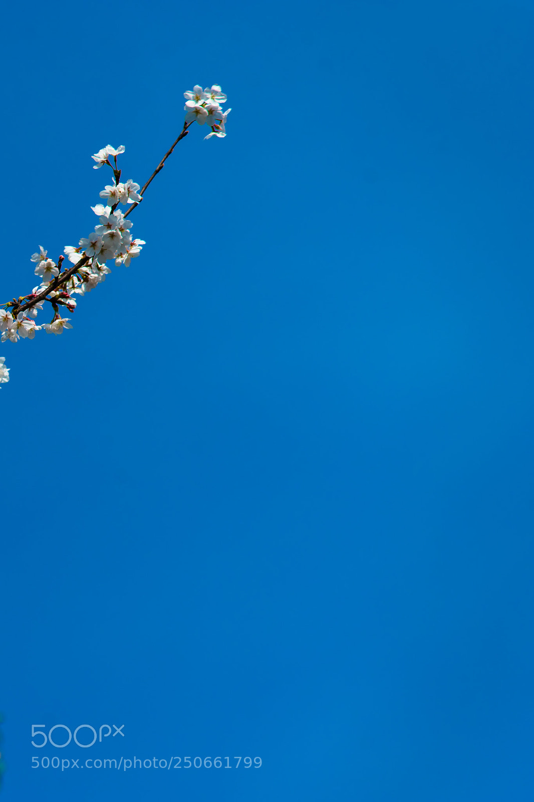 Sony a7 sample photo. Spring again photography