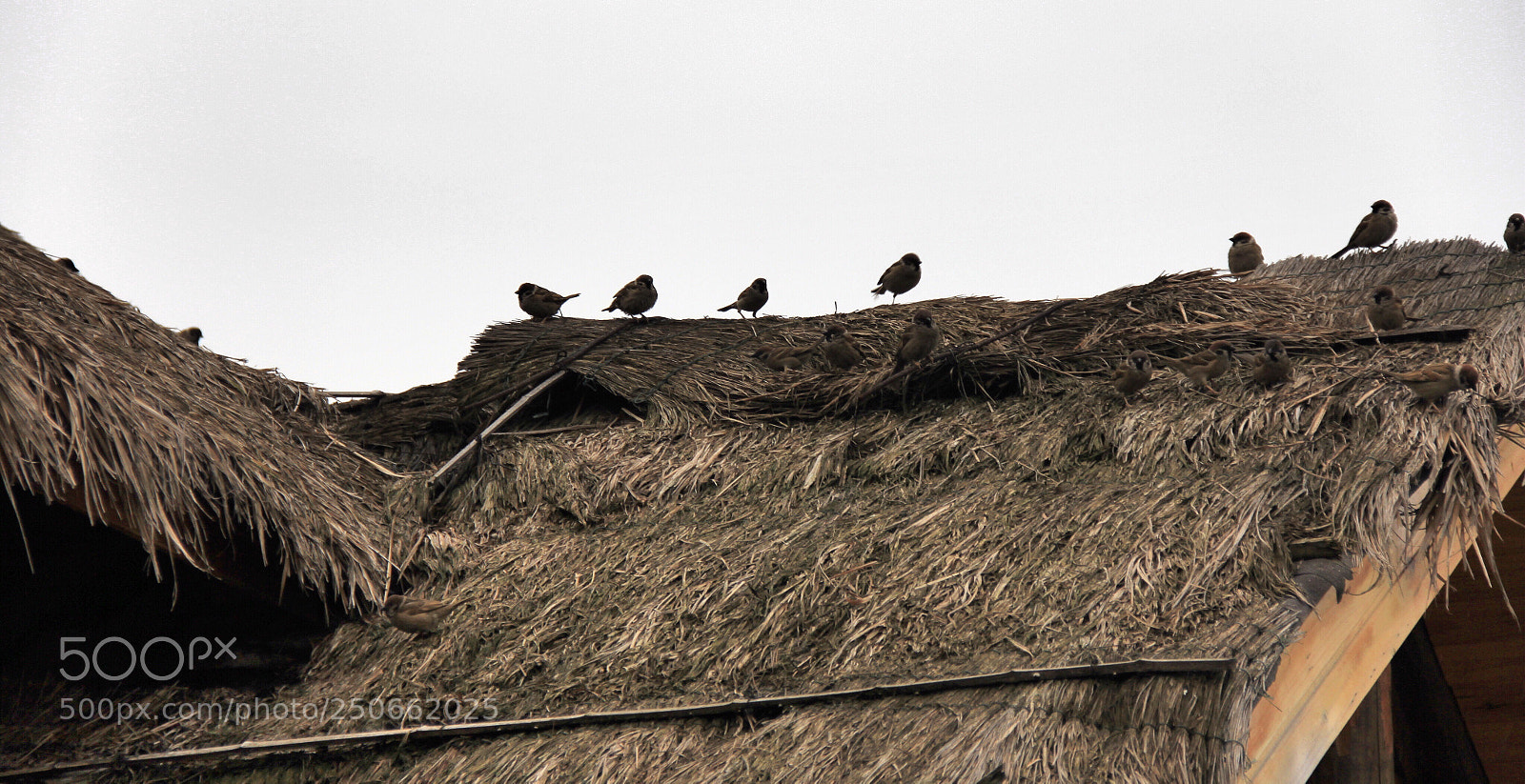 Canon EOS 60D sample photo. Untitled photography
